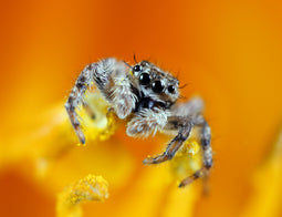 February 2021 – Incy Wincy Spider